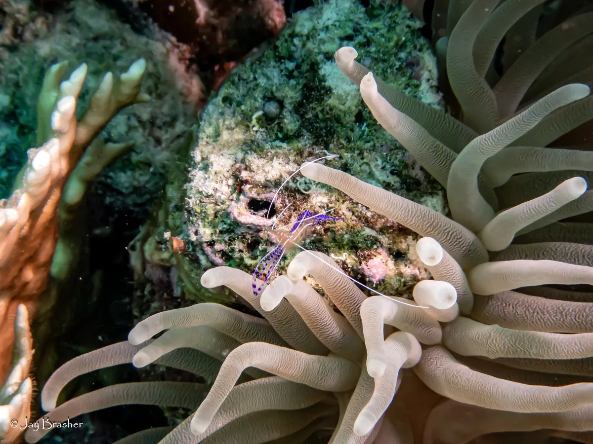 Giant Caribbean Sea Anemone