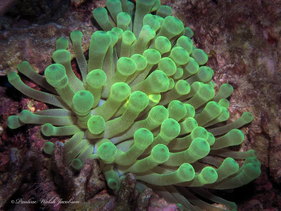 Giant Caribbean Sea Anemone