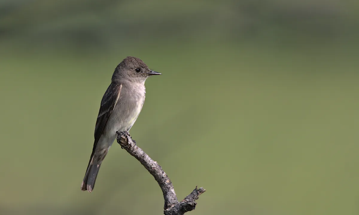 Western Wood-Pewee