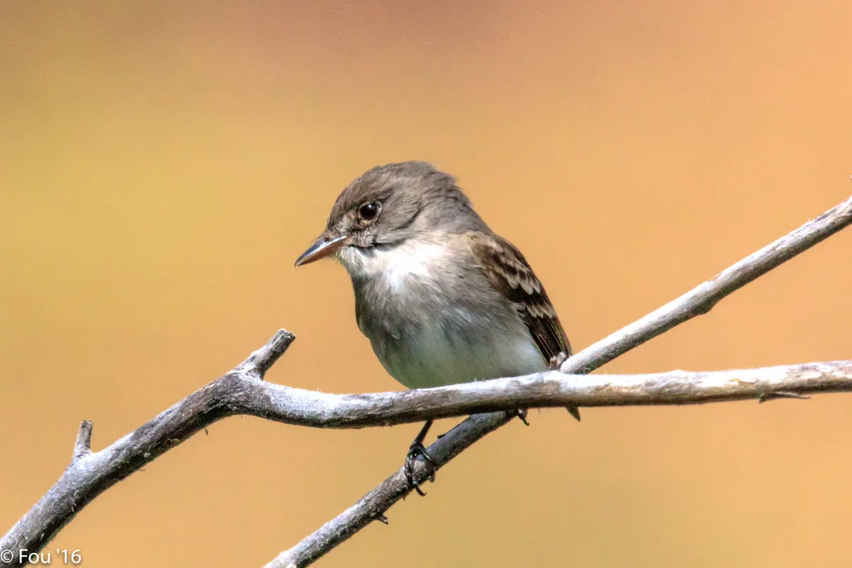 Western Wood-Pewee