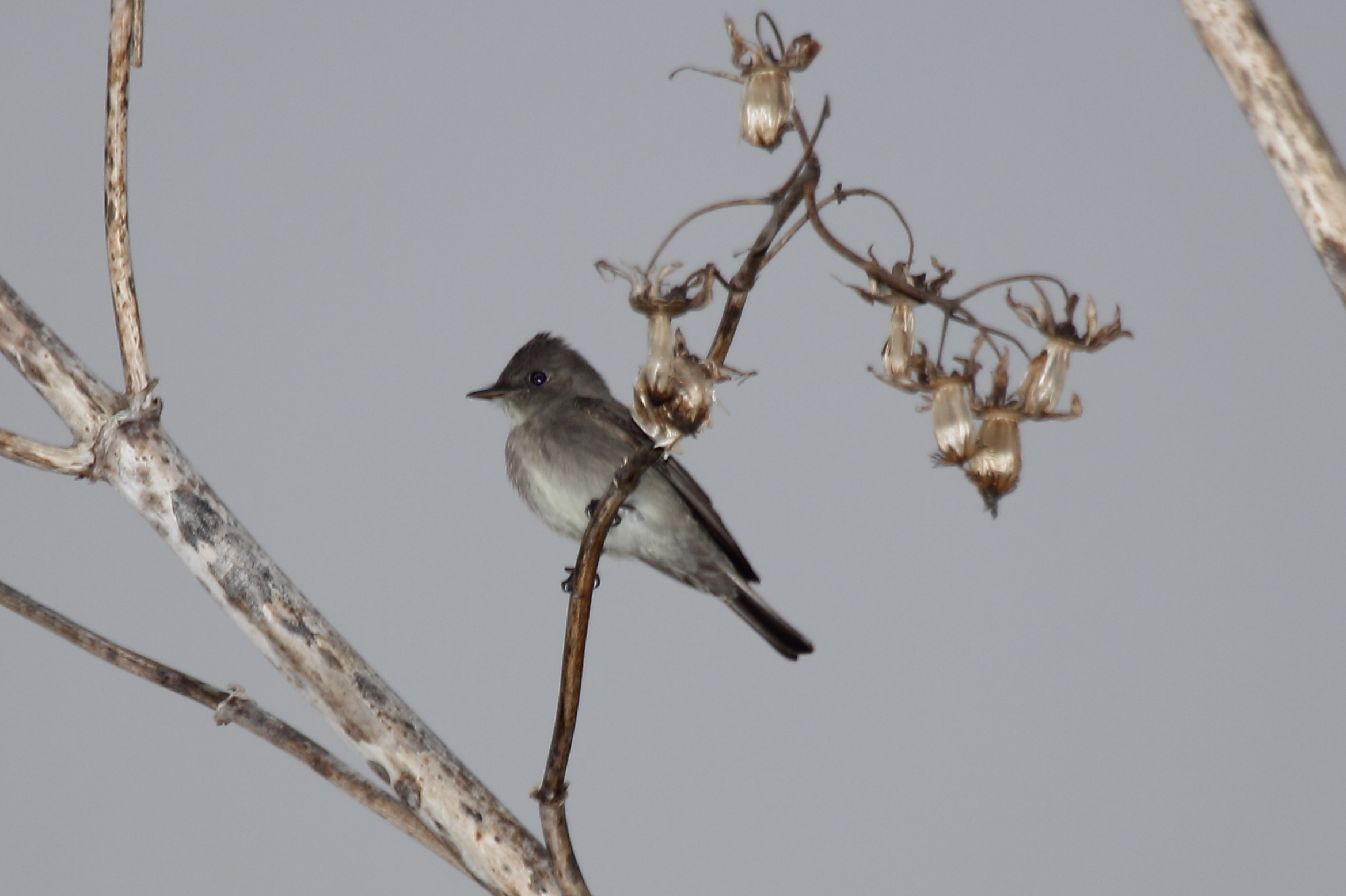 Western Wood-Pewee