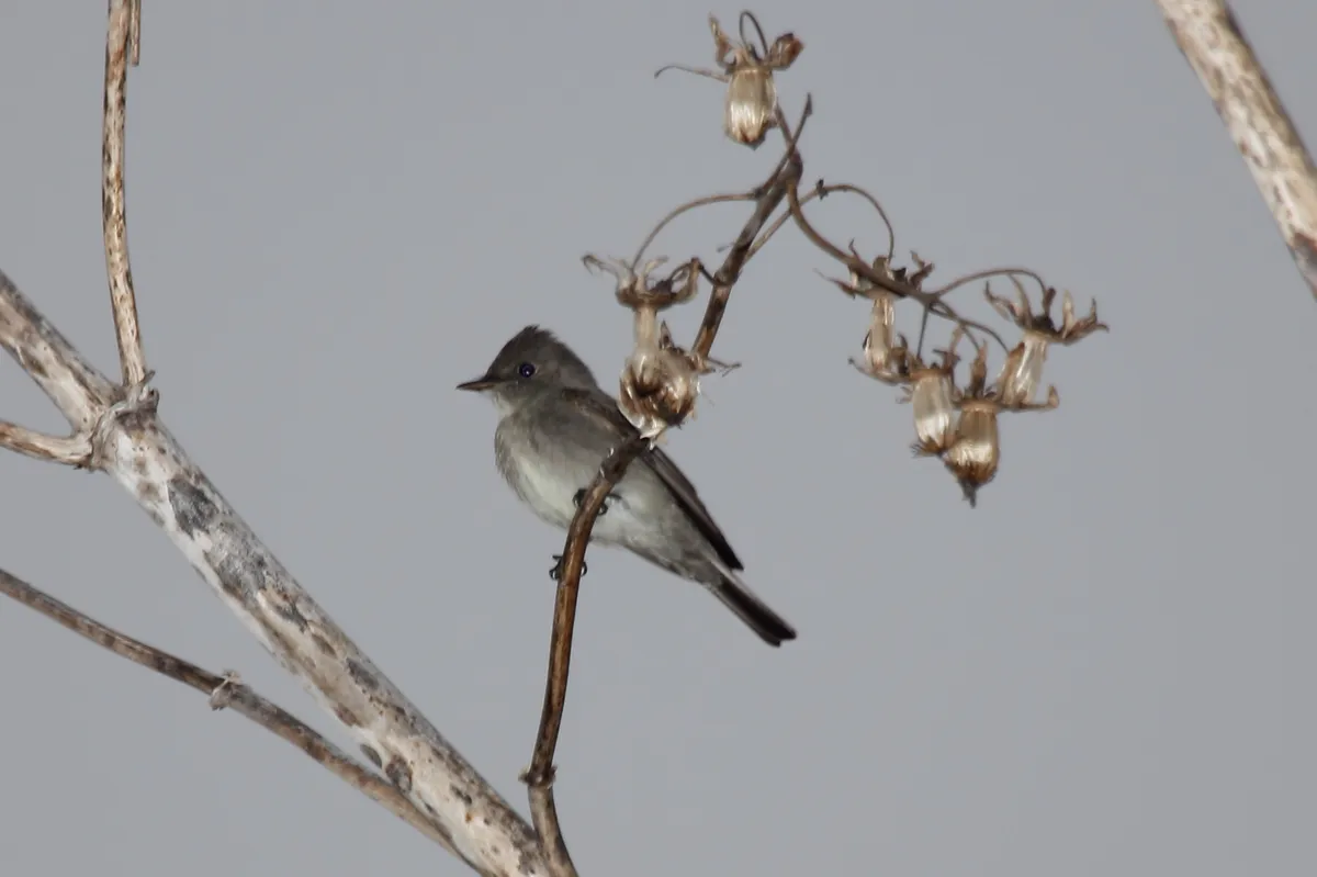 Western Wood-Pewee