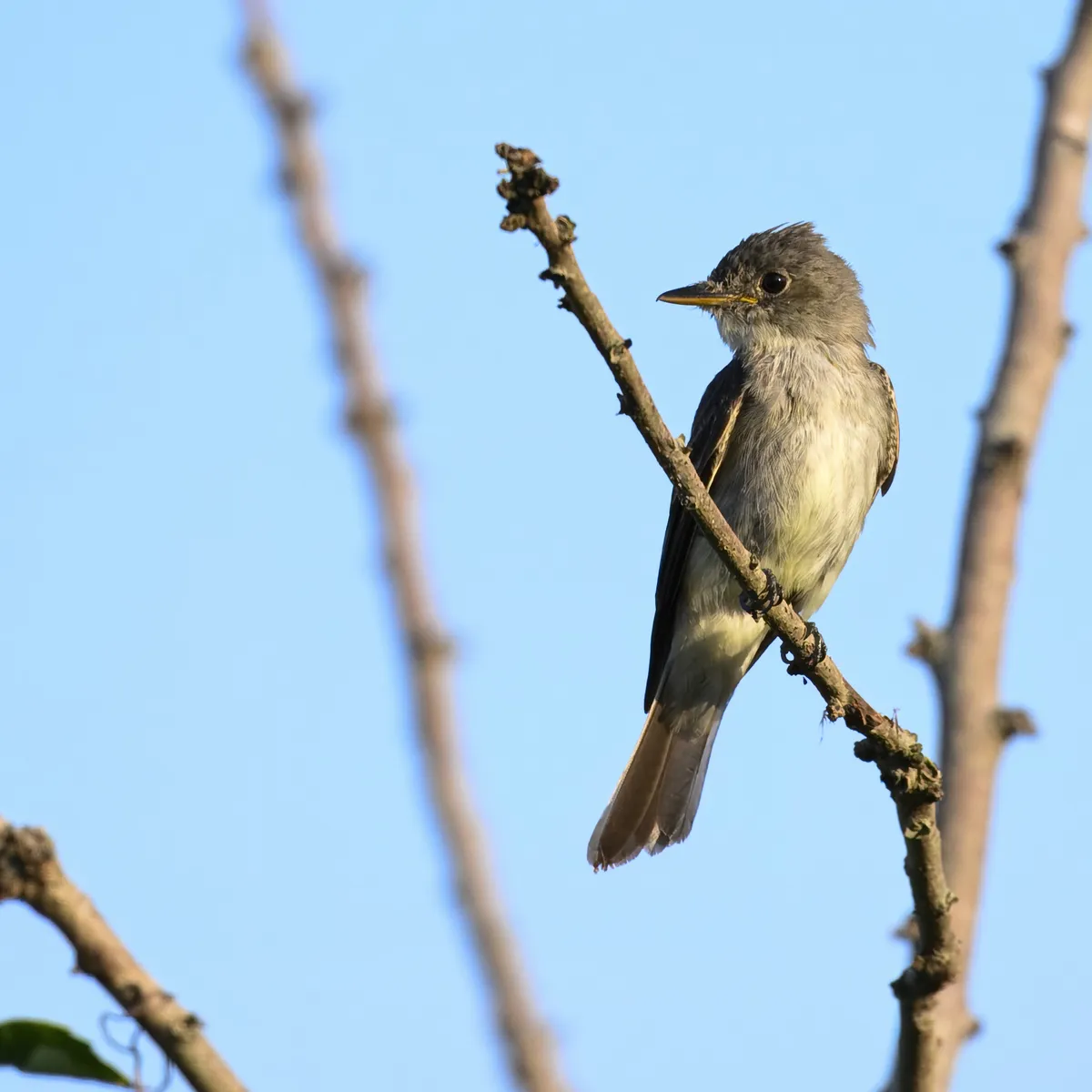 Eastern Wood-Pewee