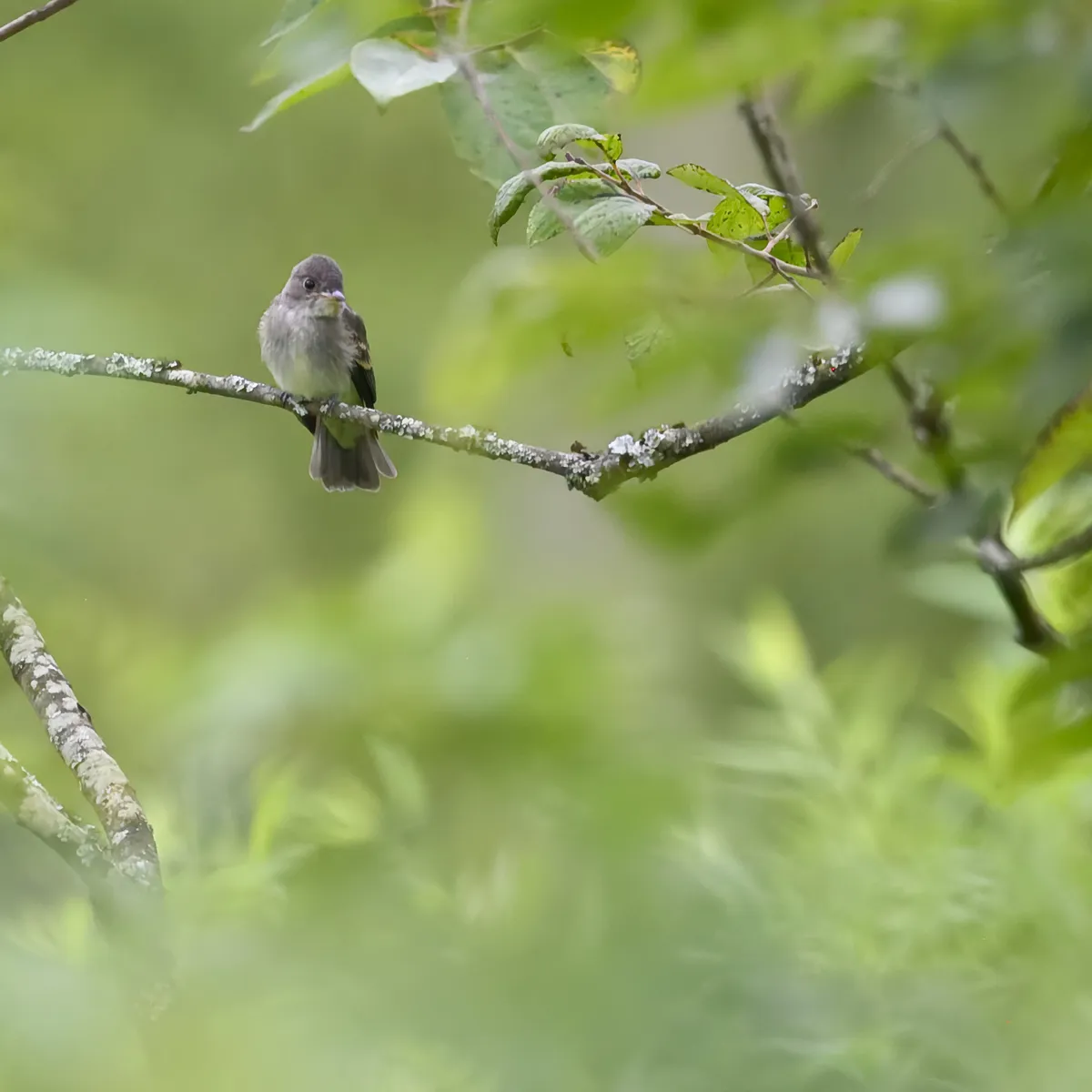 Eastern Wood-Pewee