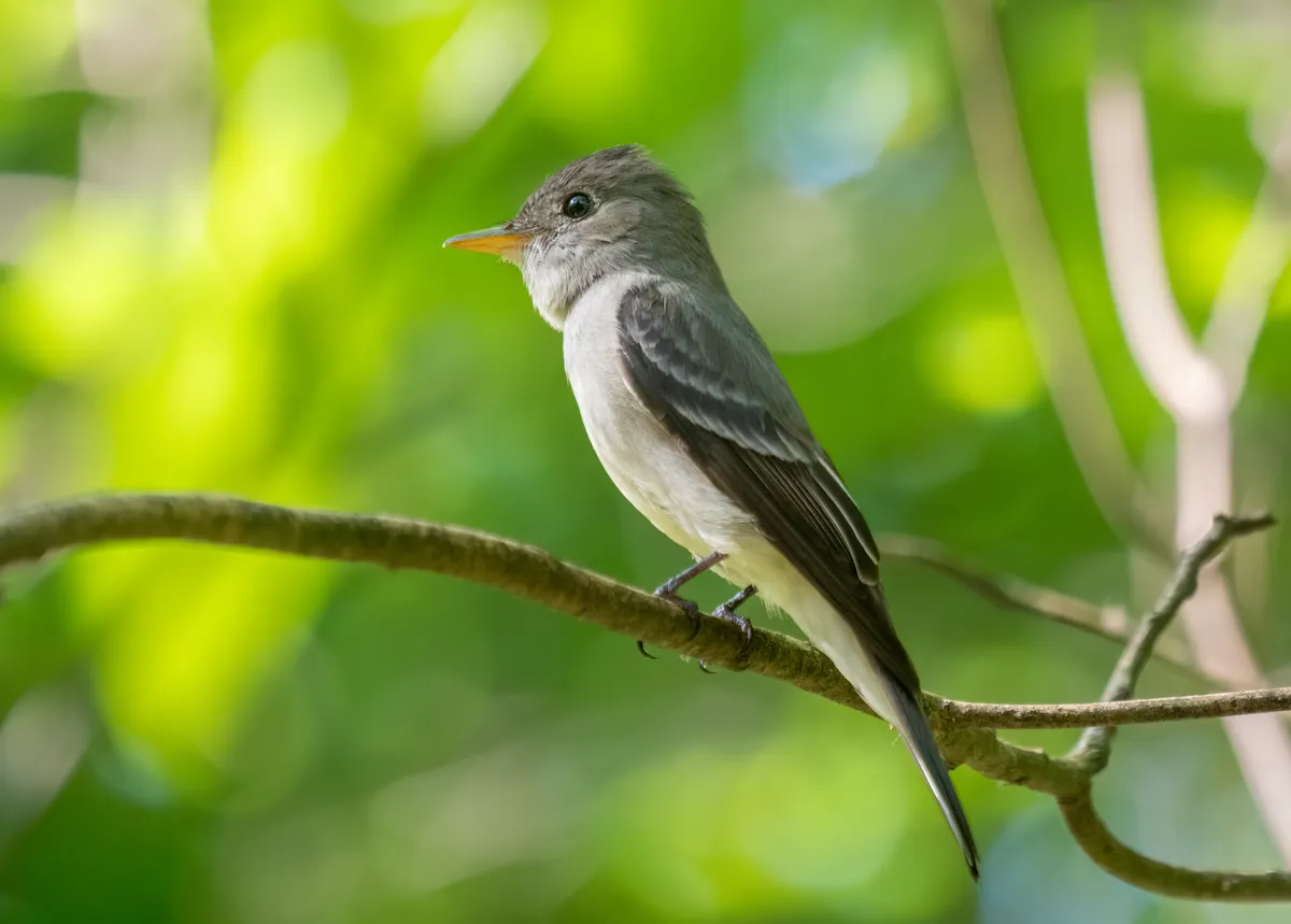 Eastern Wood-Pewee