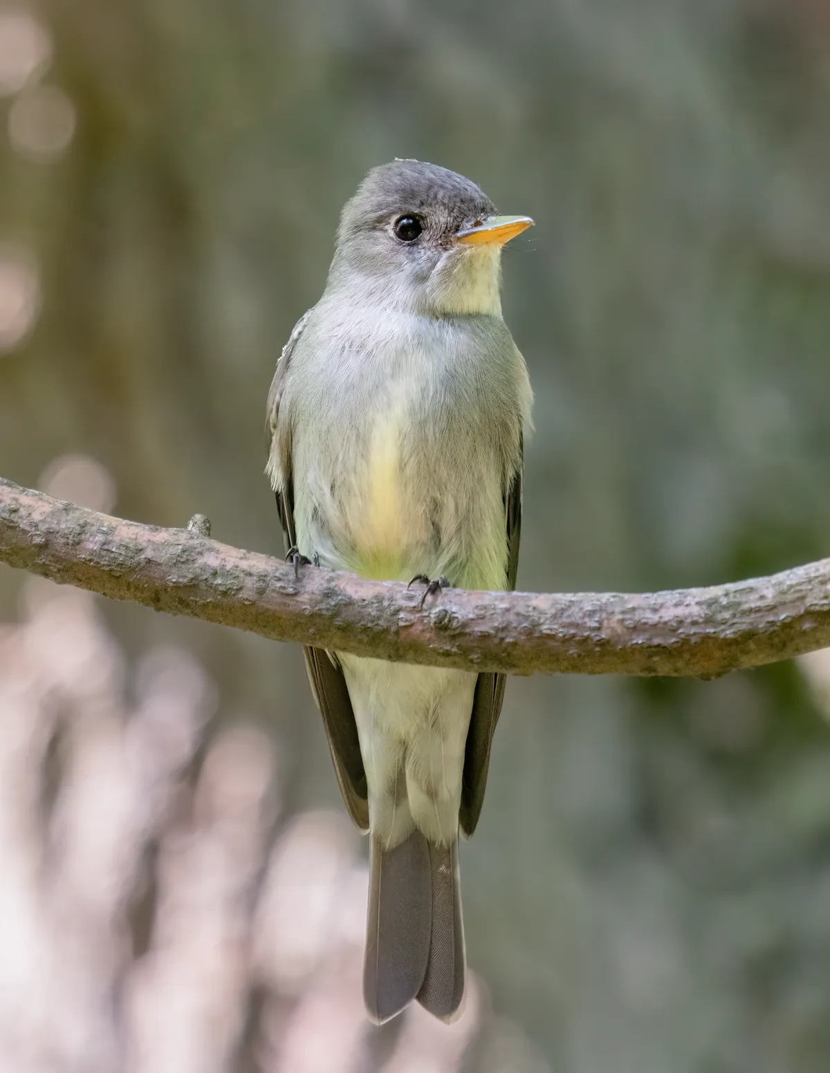Eastern Wood-Pewee