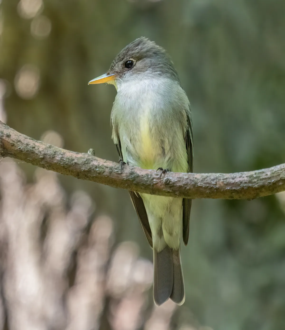 Eastern Wood-Pewee