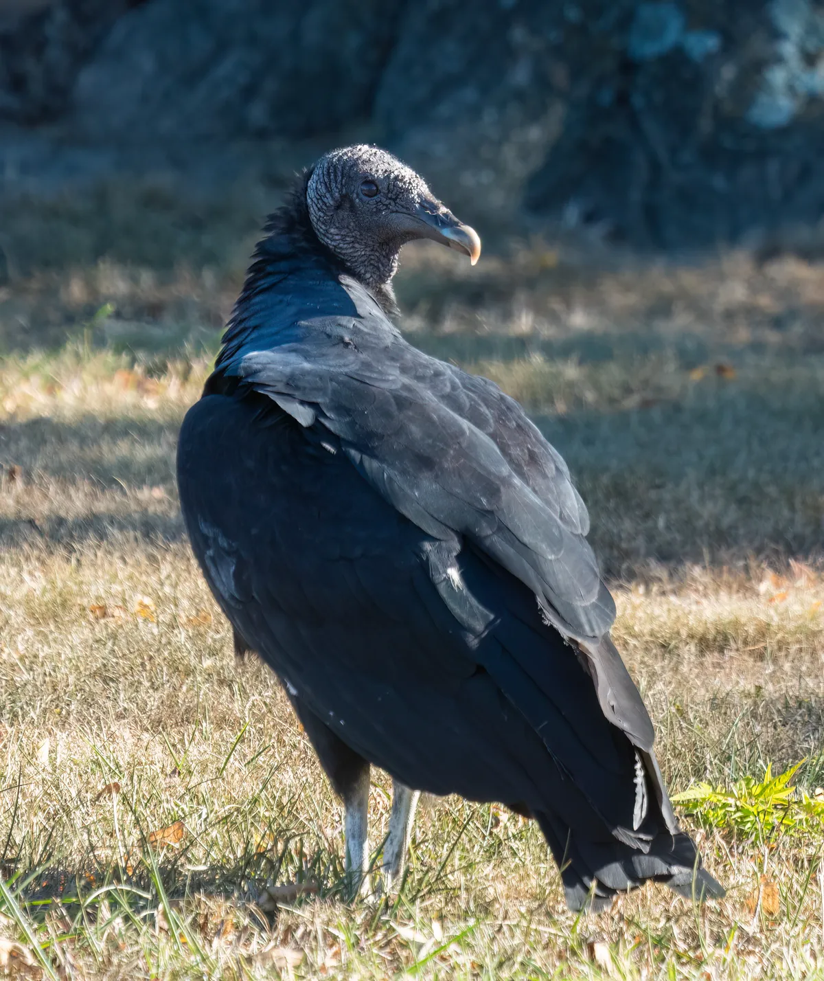 Black Vulture
