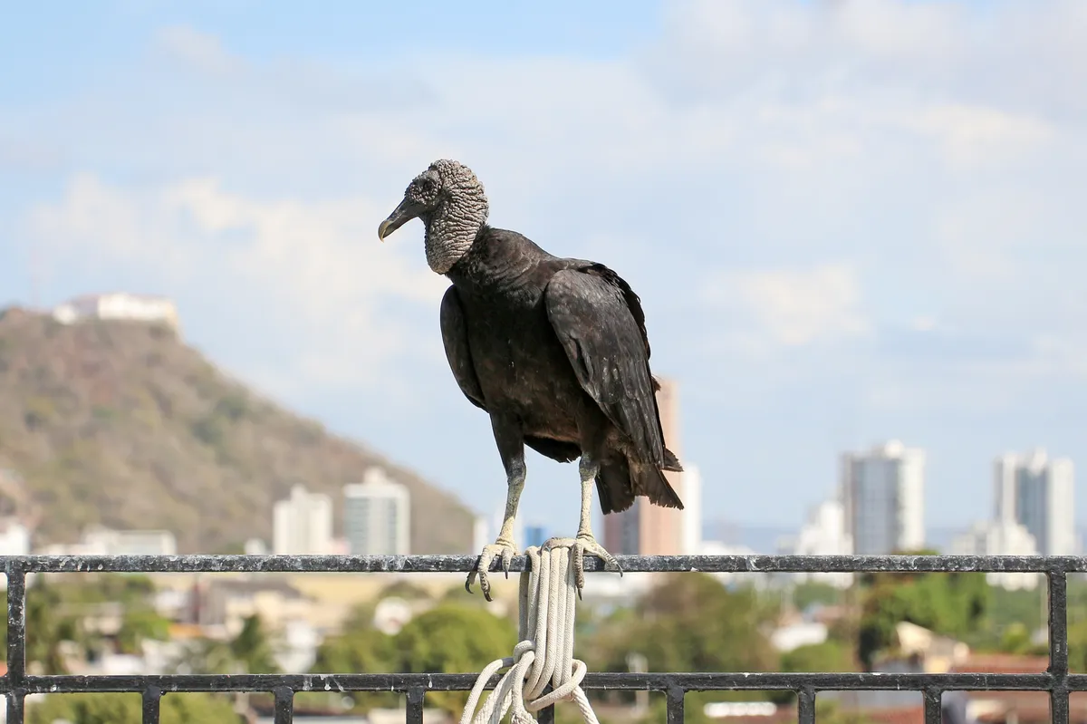 Black Vulture