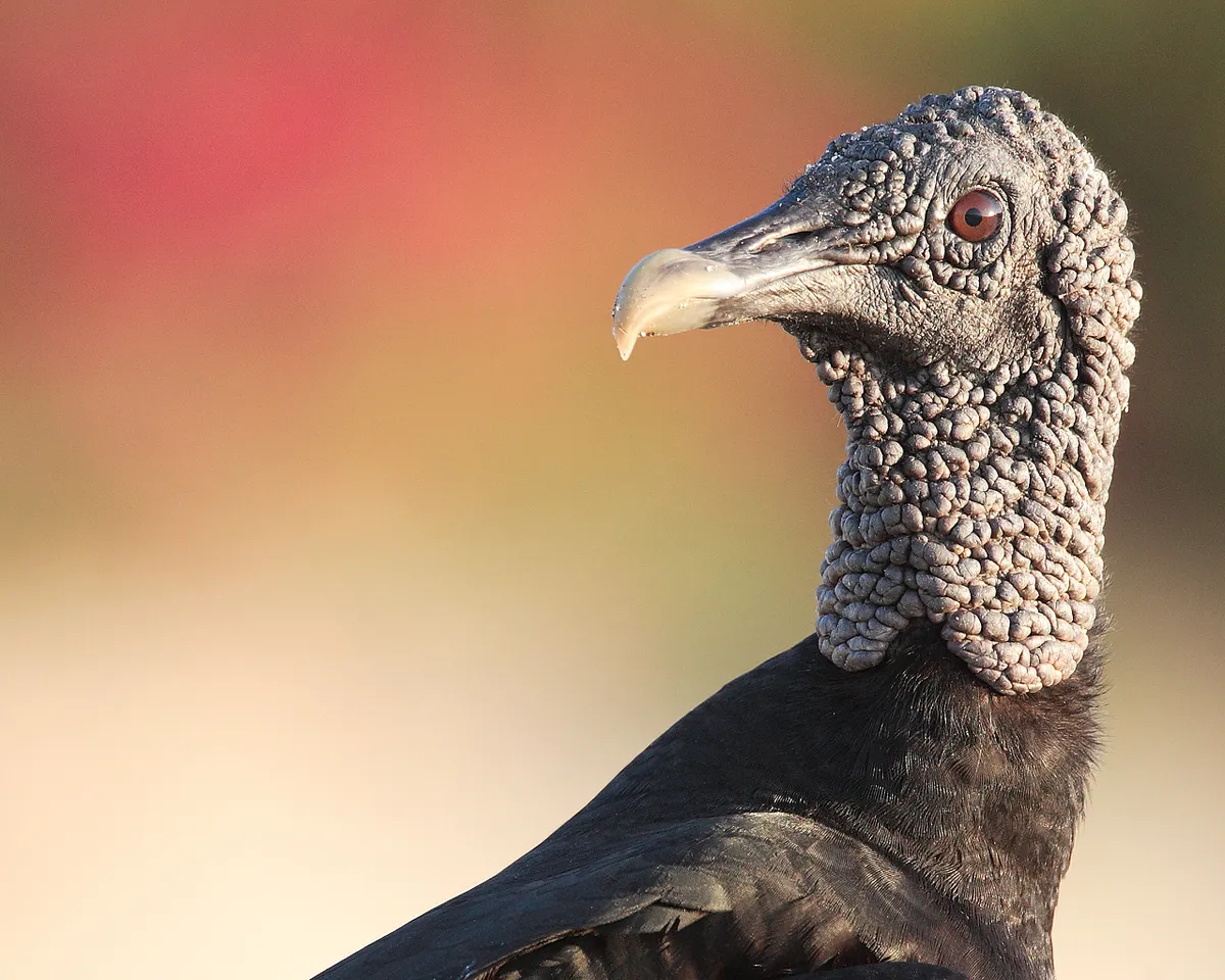 Black Vulture