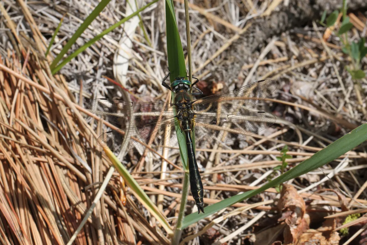 Cordulia shurtleffii