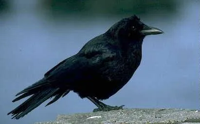 American Crow