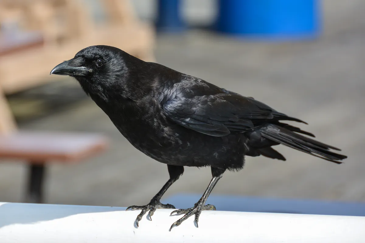 American Crow