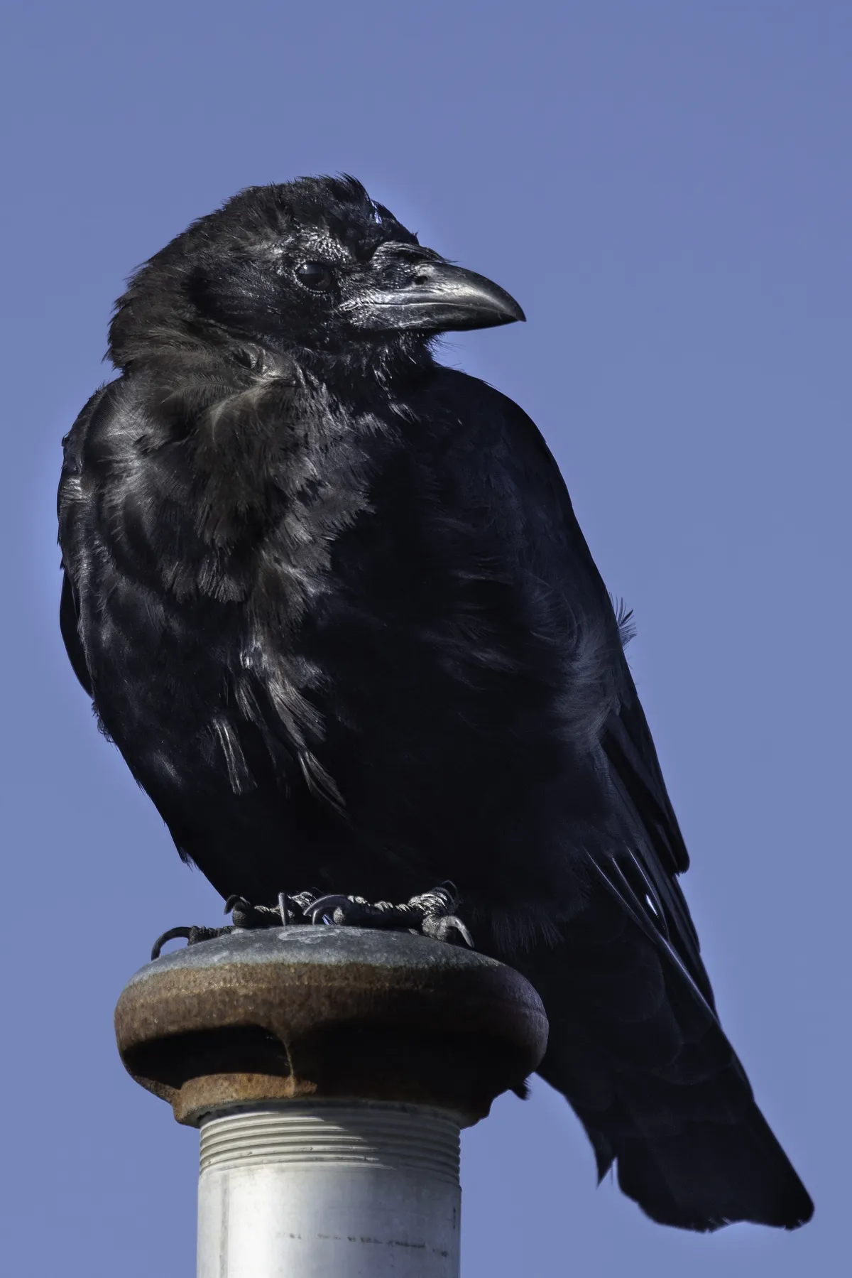 American Crow