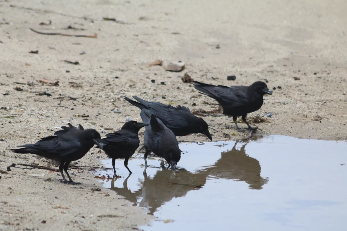 Cuervo Común / Cuervo del Norte