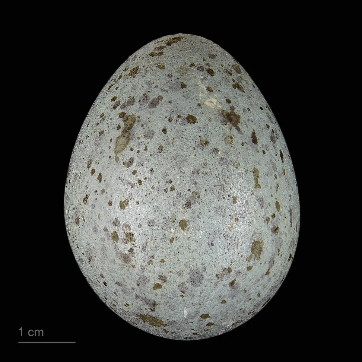 Cuervo Común / Cuervo del Norte