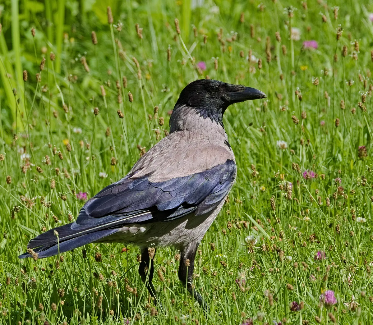Corvus cornix