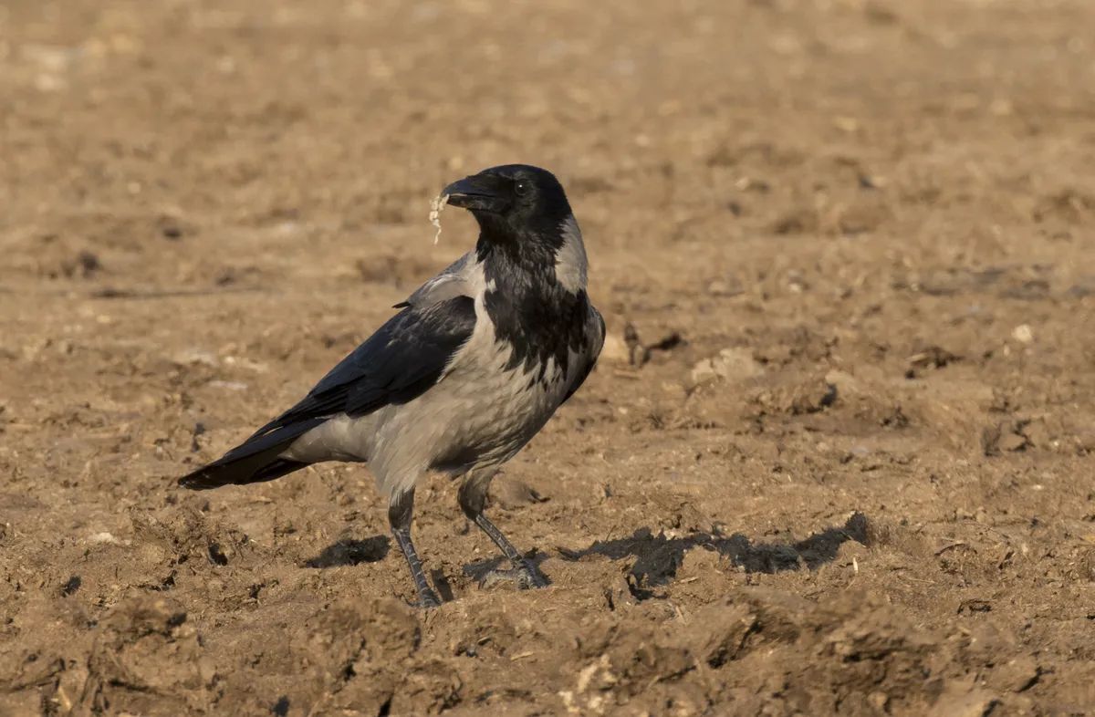 Hooded Crow
