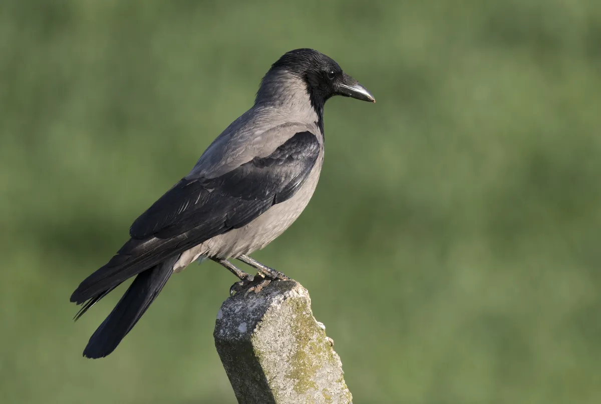 Hooded Crow