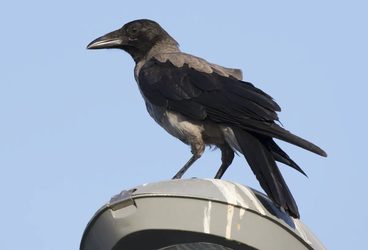 Hooded Crow