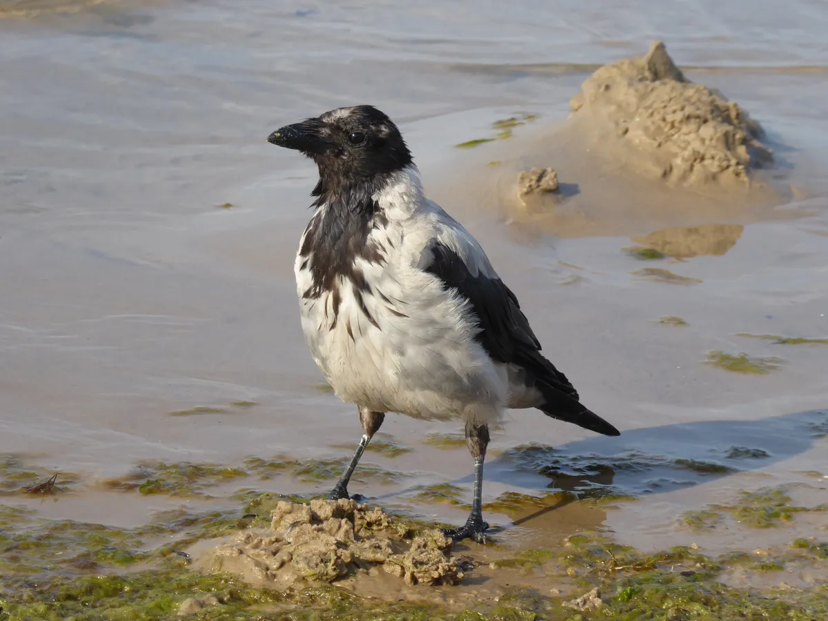 Hooded Crow