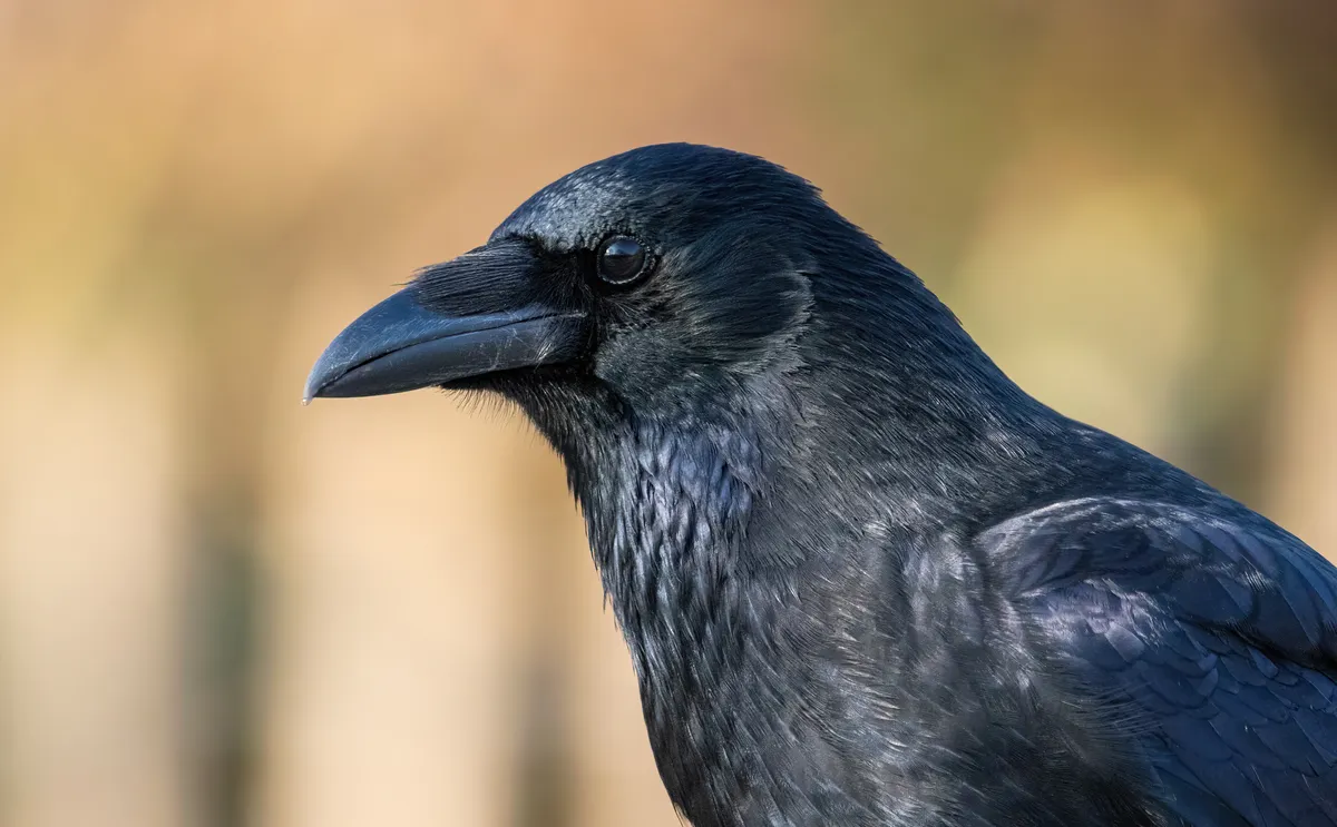Carrion Crow