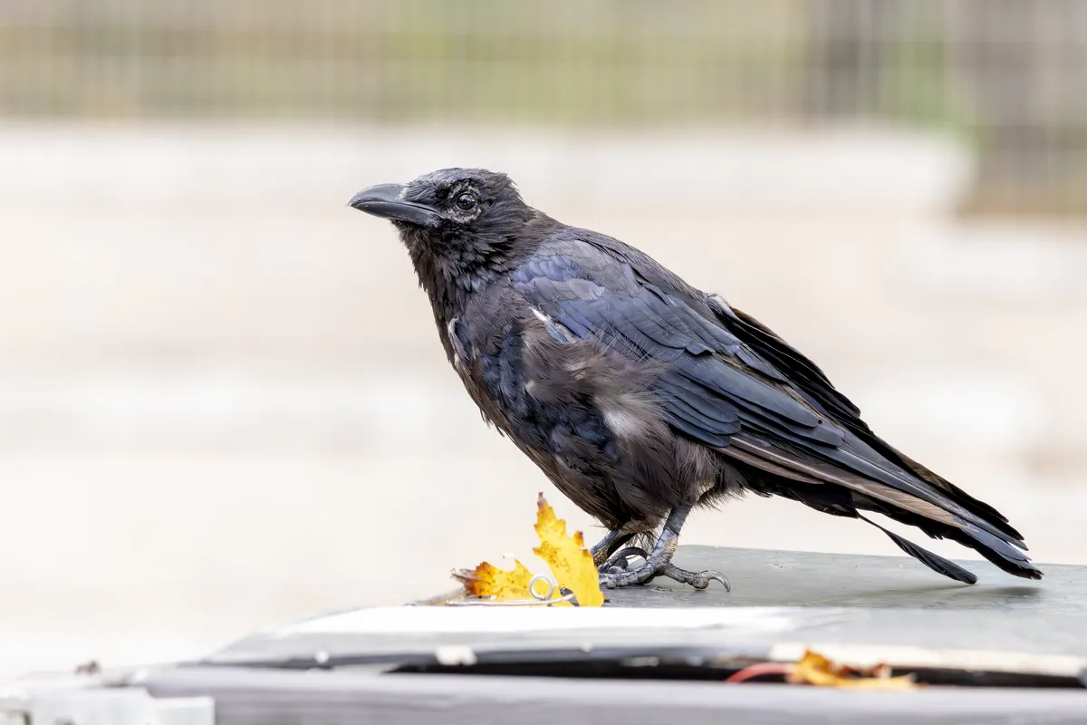 Carrion Crow