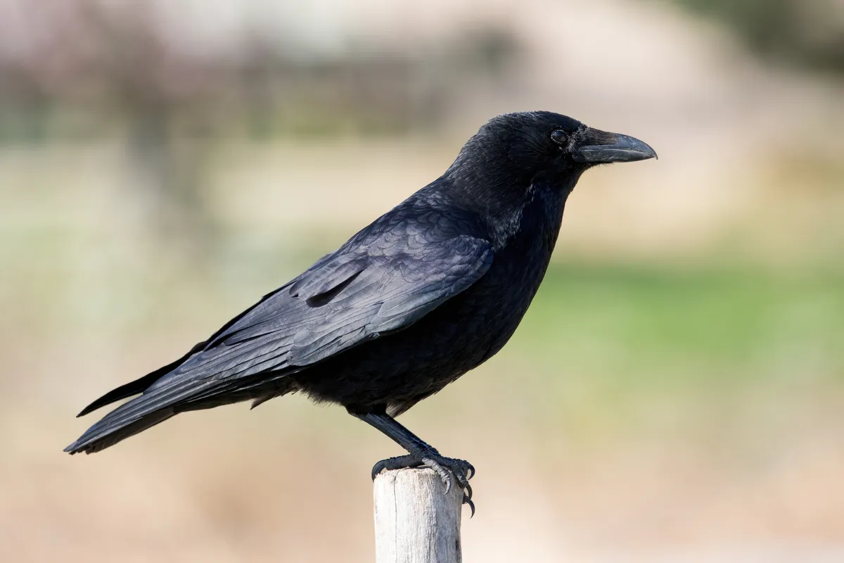 Carrion Crow
