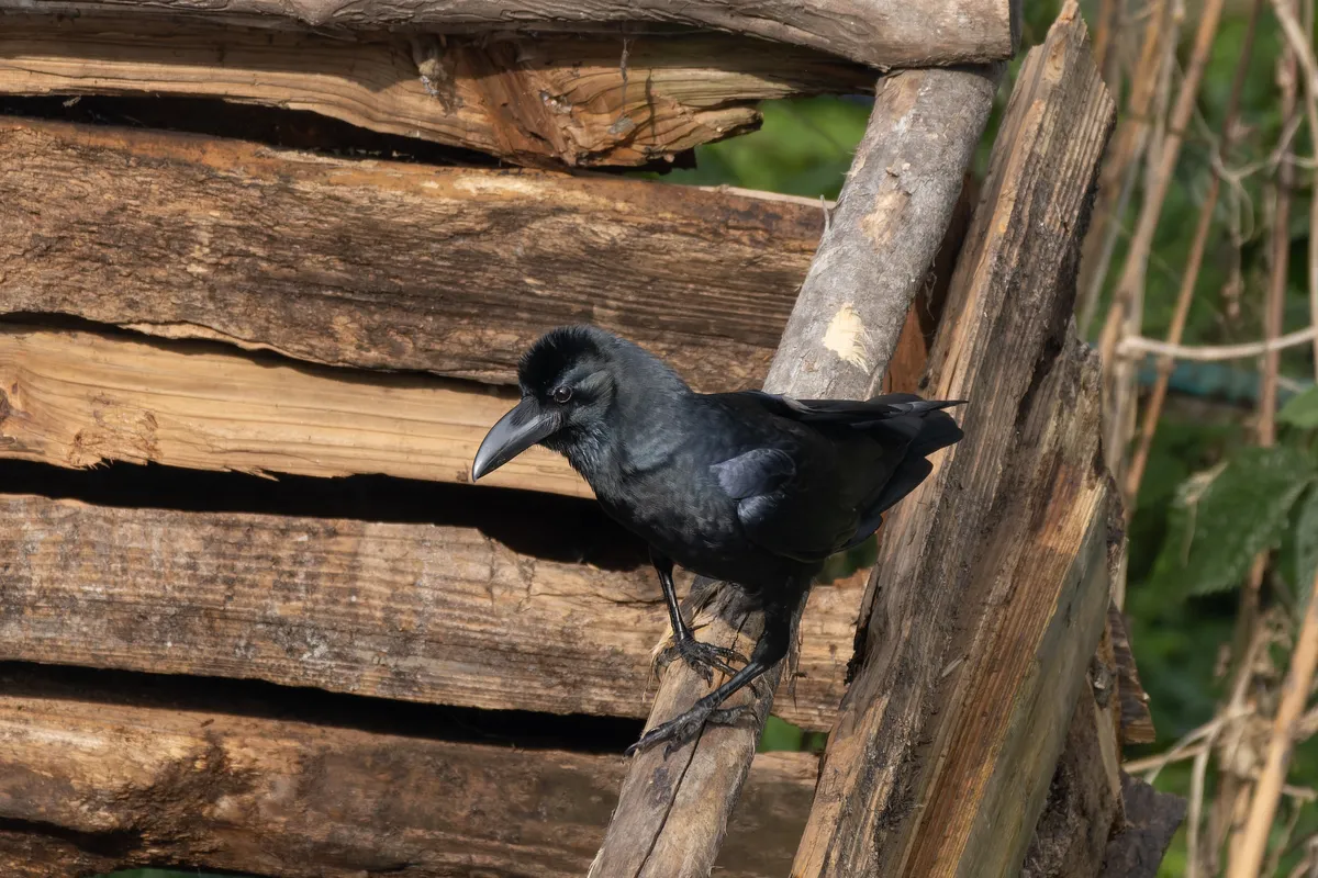 Large-billed Crow