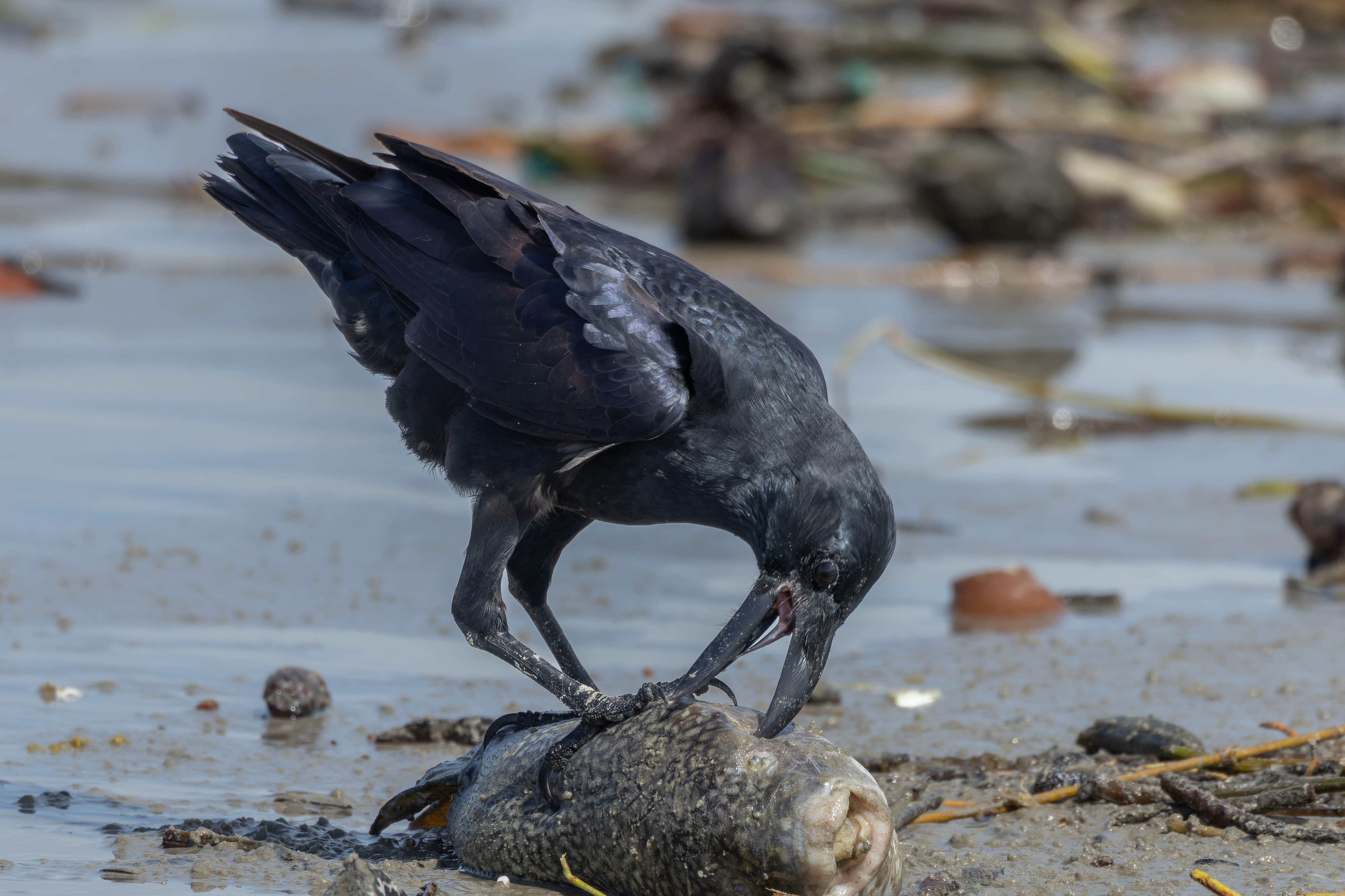 Large-billed Crow
