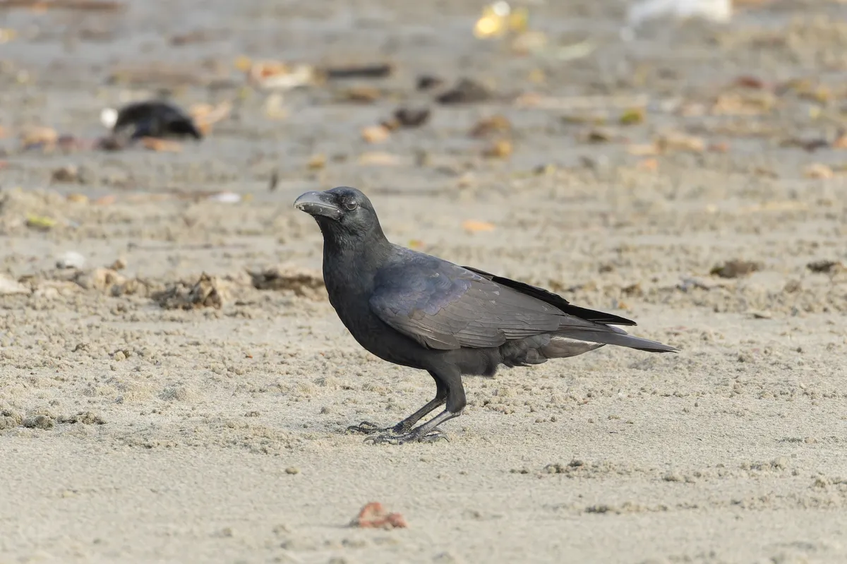 Large-billed Crow