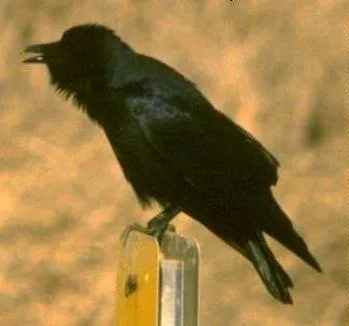 Corvus ossifragus