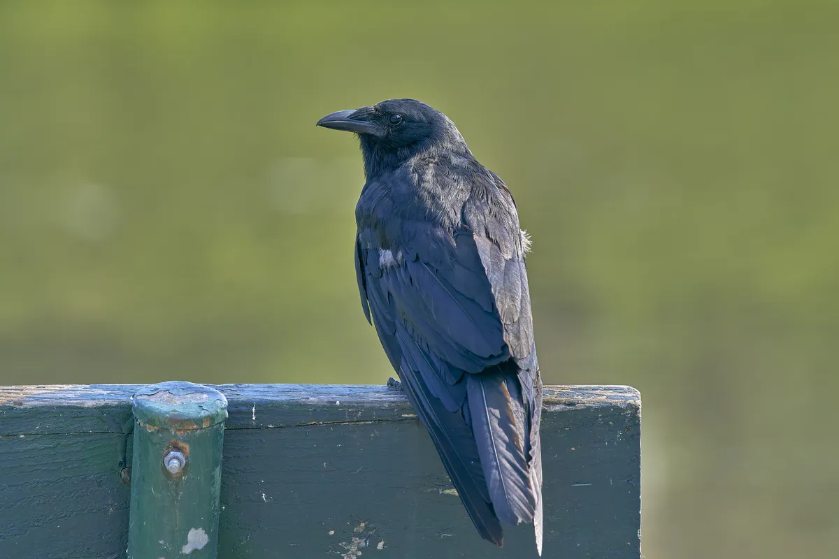 Fish Crow