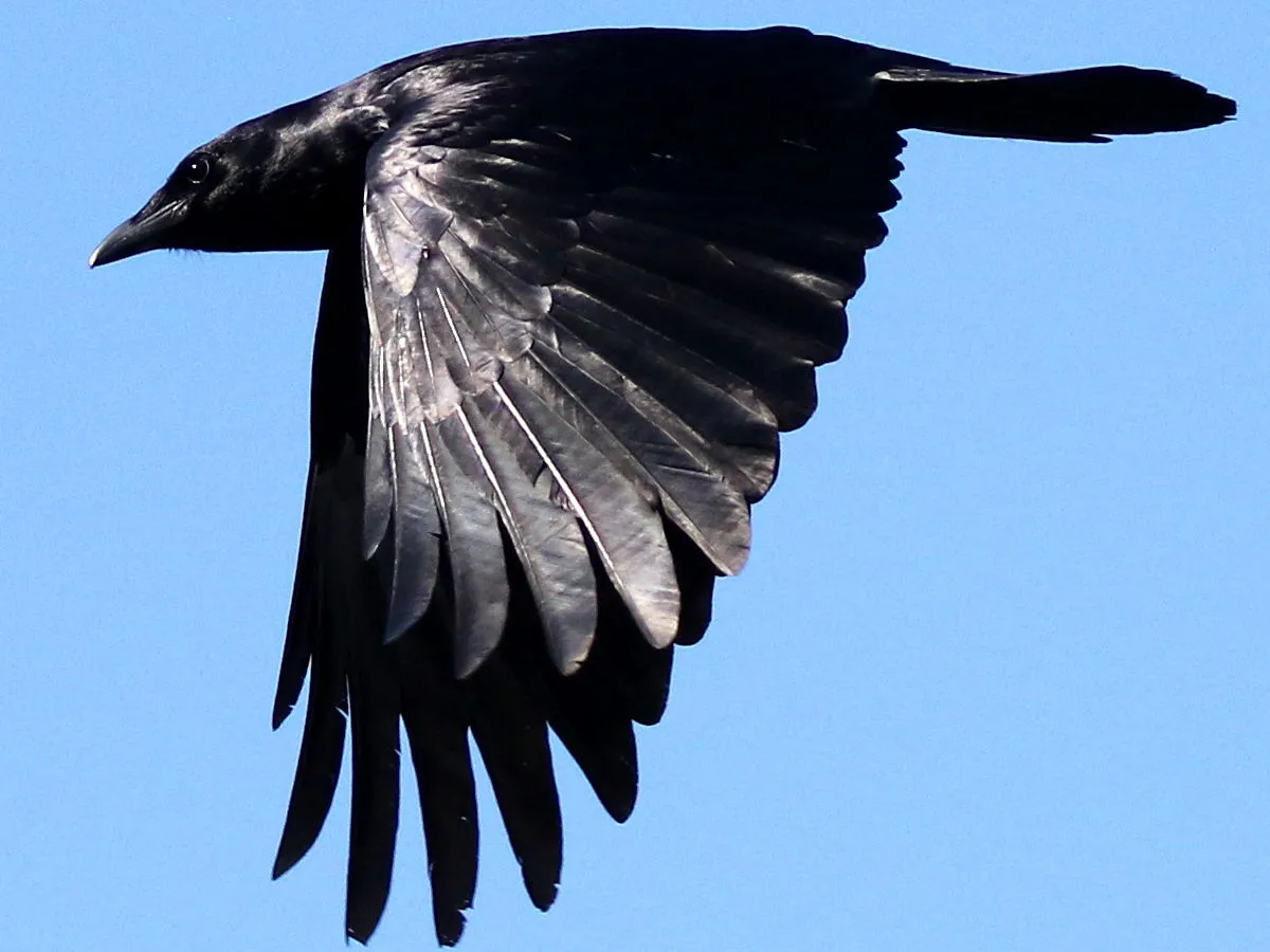 Fish Crow