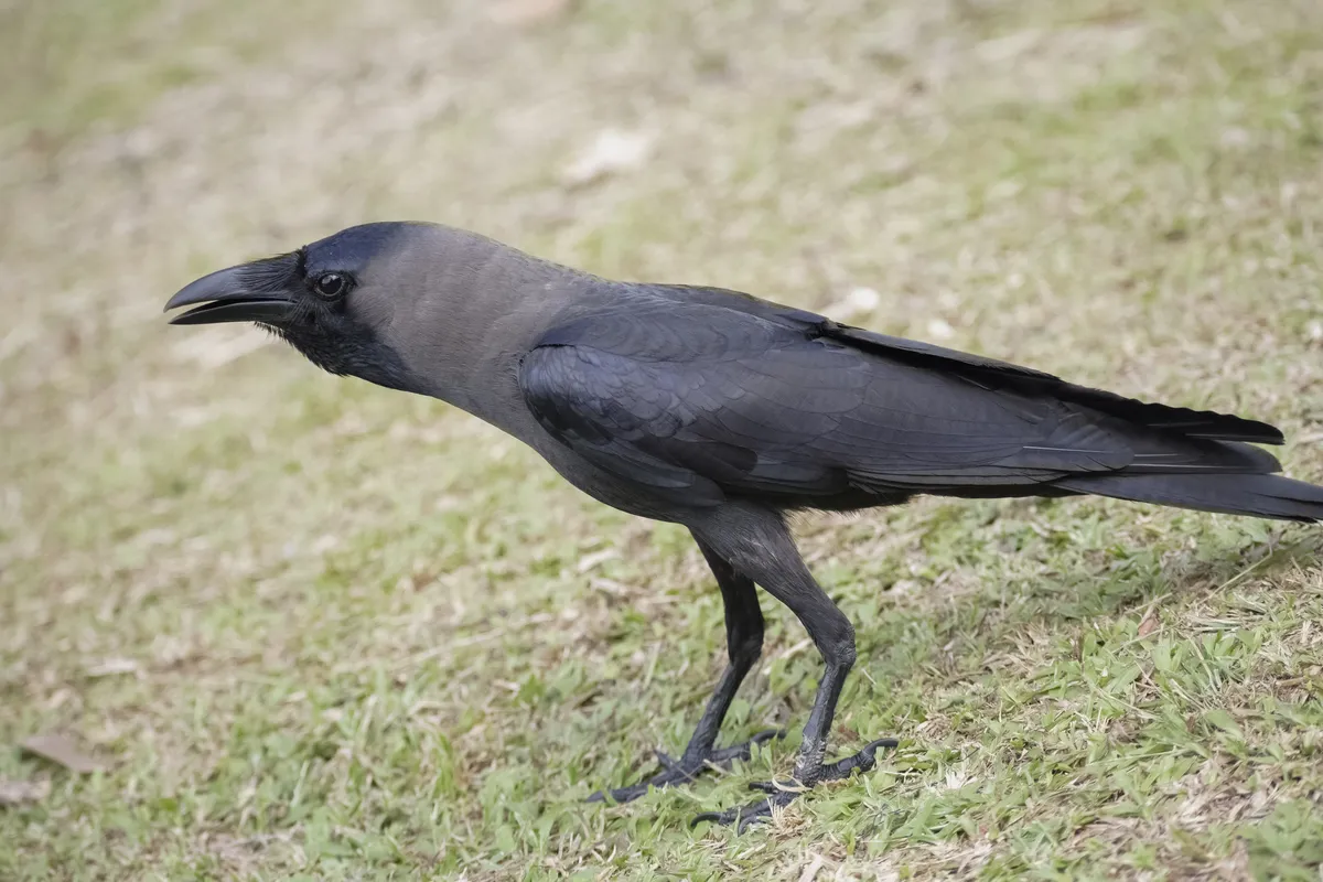 House Crow