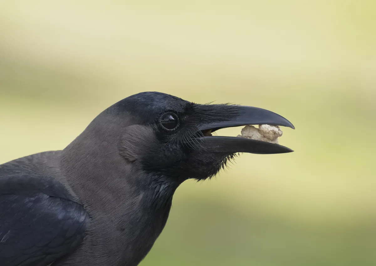 House Crow