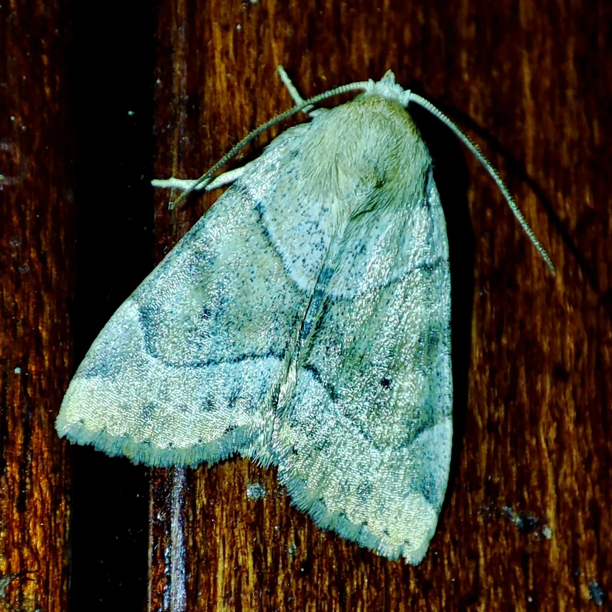Dun-bar Moth