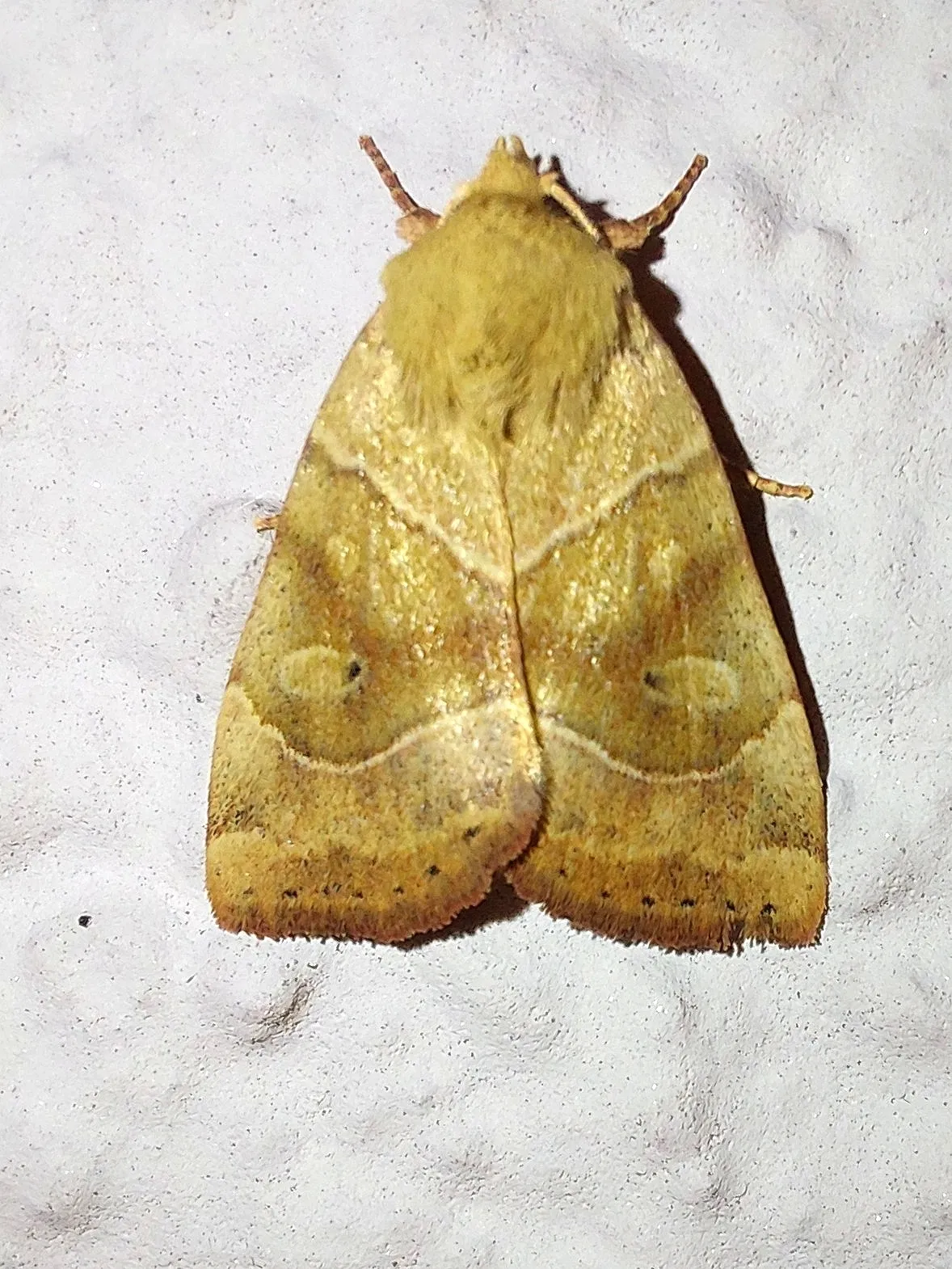 Dun-bar Moth