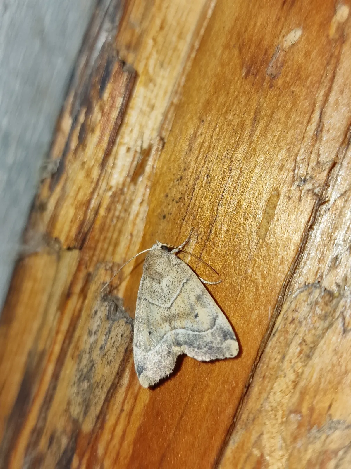 Dun-bar Moth
