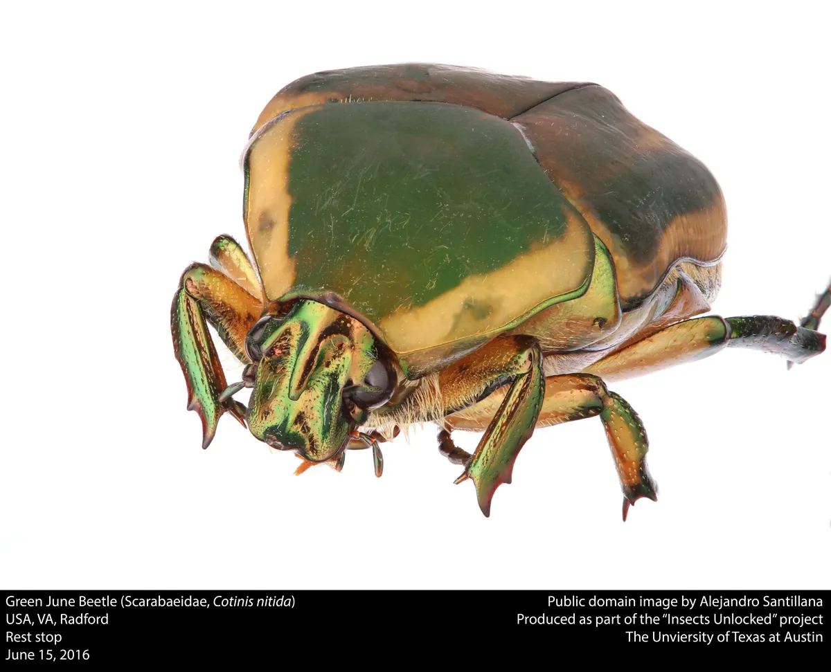 Common Green June Beetle