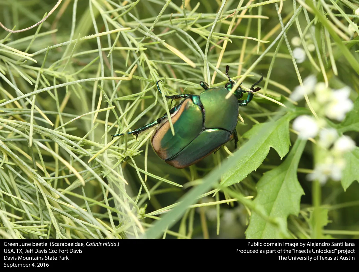 Common Green June Beetle
