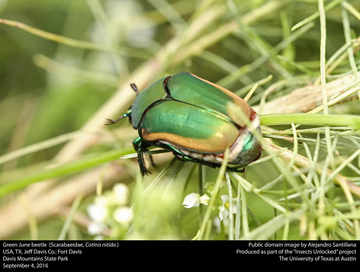 Common Green June Beetle