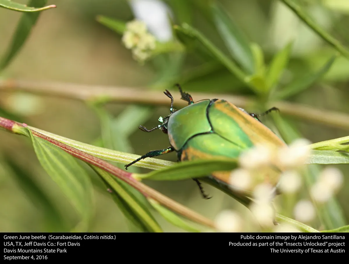 Common Green June Beetle