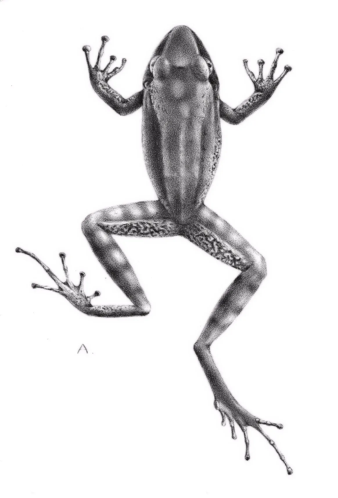 Rana Robadora de Fitzinger