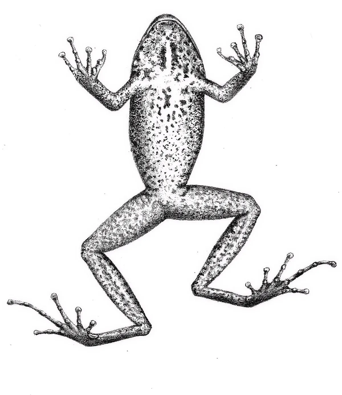 Rana Robadora de Fitzinger