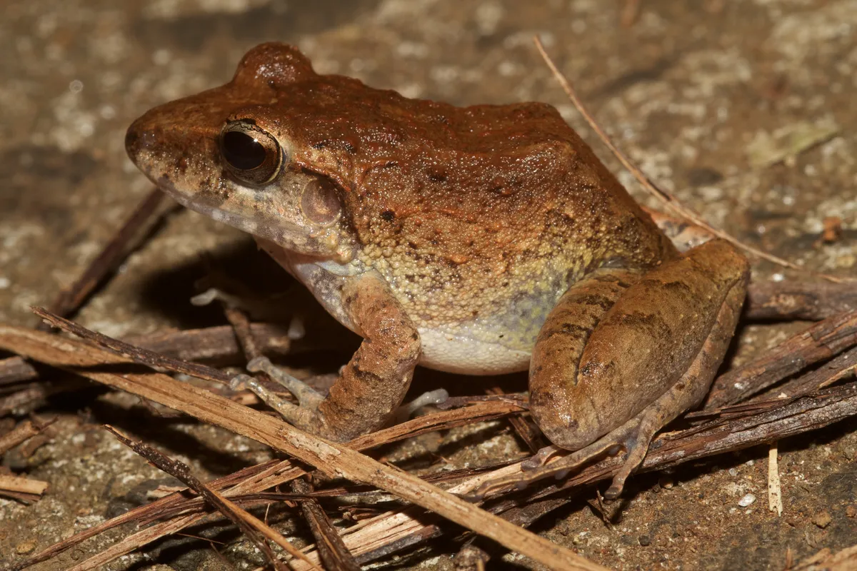 Rana Robadora de Fitzinger