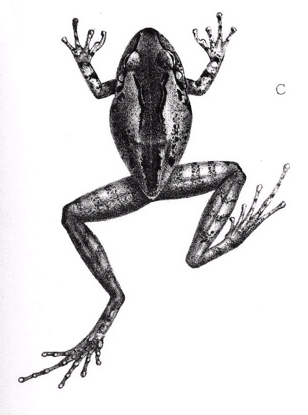 Craugastor rhodopis