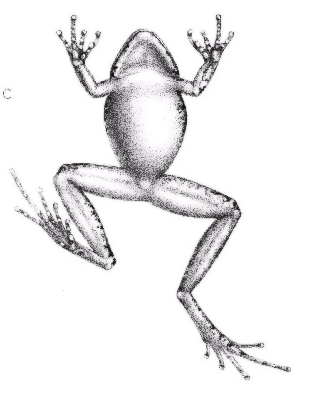 Rana Ladrona Polimorfica