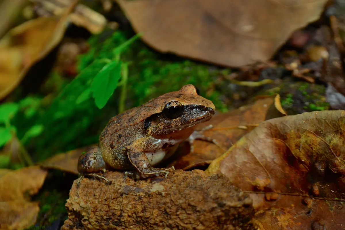 Rana Ladrona Polimorfica