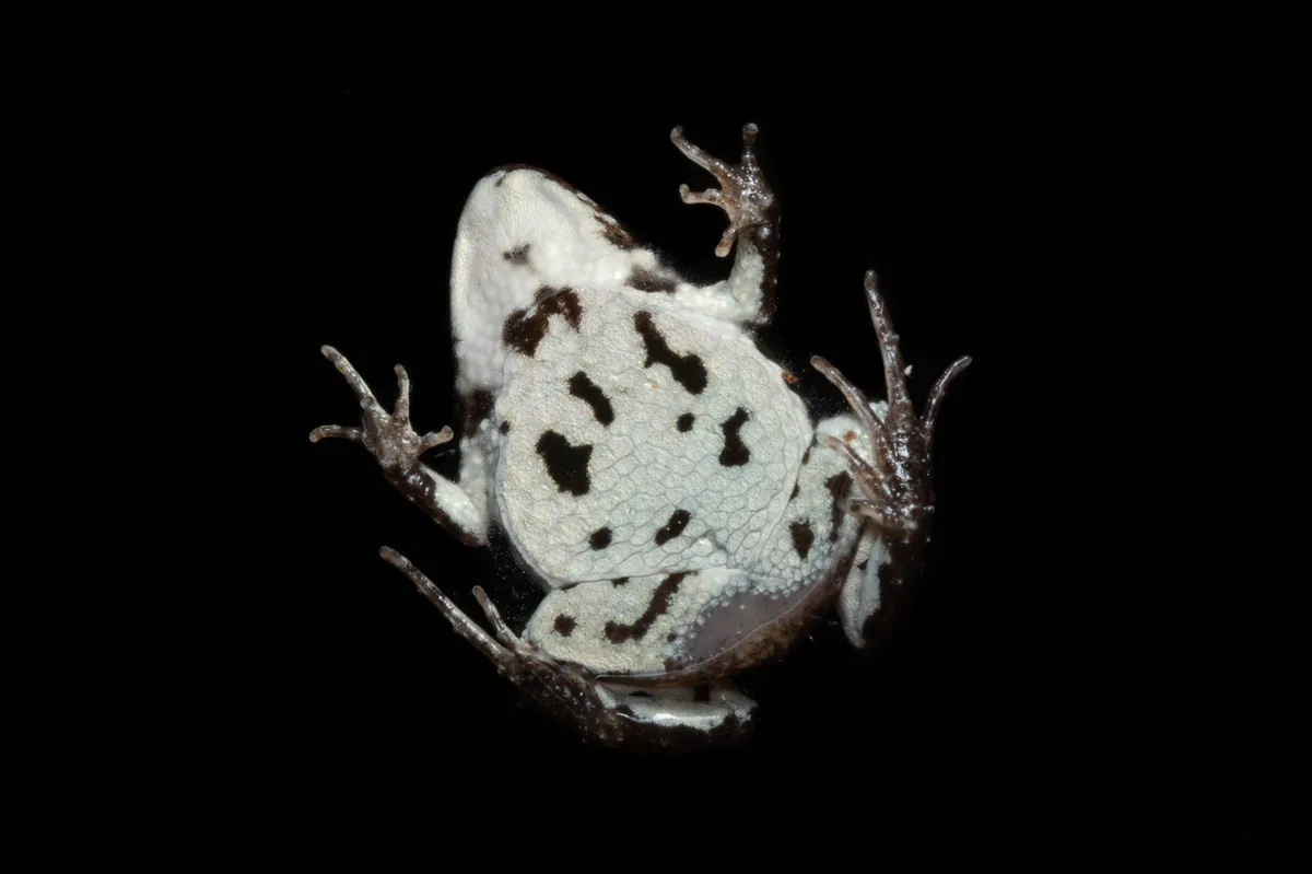 Rana Pequeña de Glauert